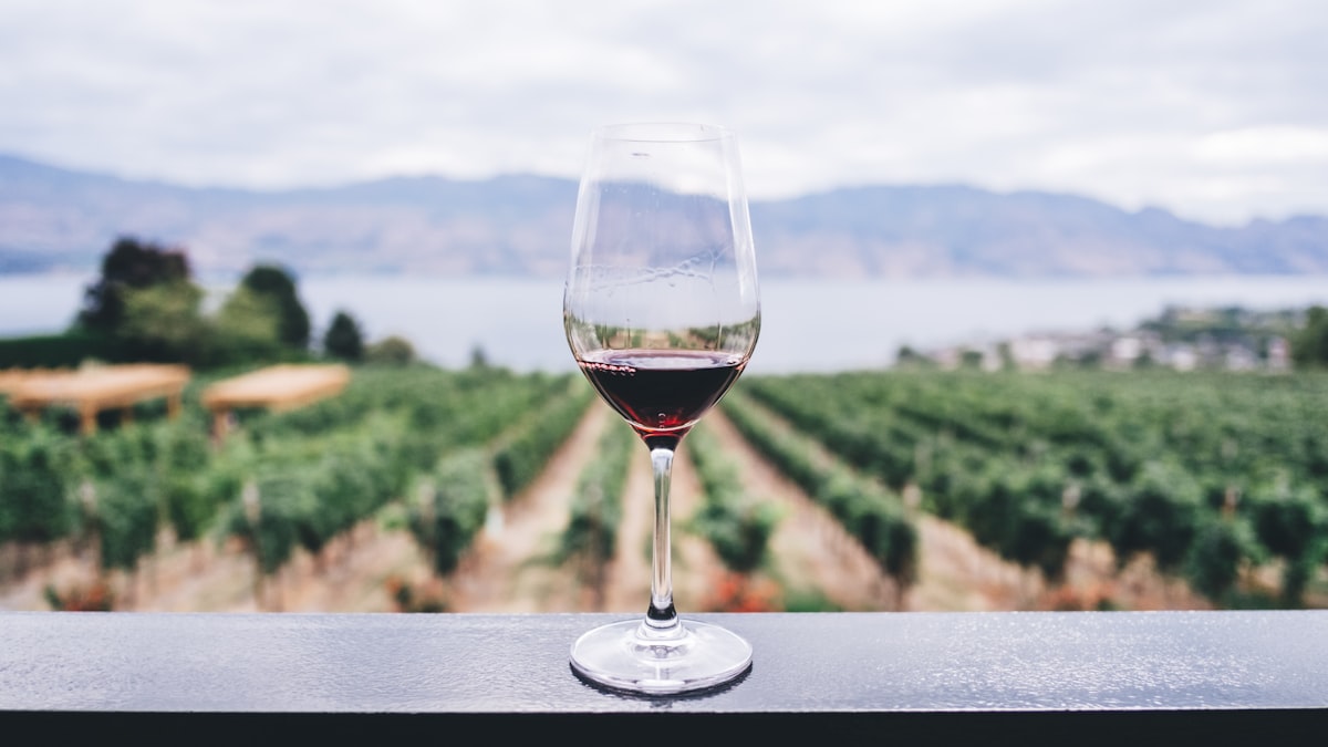 Los viñedos teñidos de dorado en otoño son el escenario perfecto para participar en la recogida de la uva y descubrir el vino desde su mismo origen.