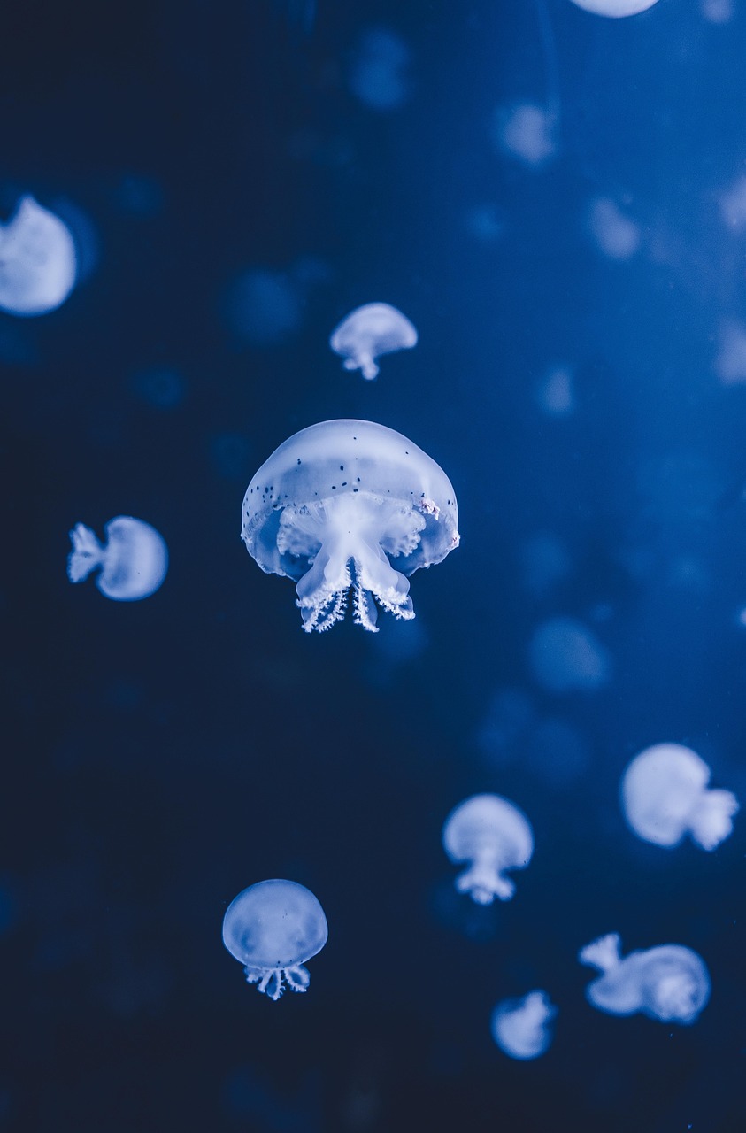 El Oceanogràfic, el mayor acuario de Europa, forma parte del futurista complejo diseñado por Calatrava y Candela.