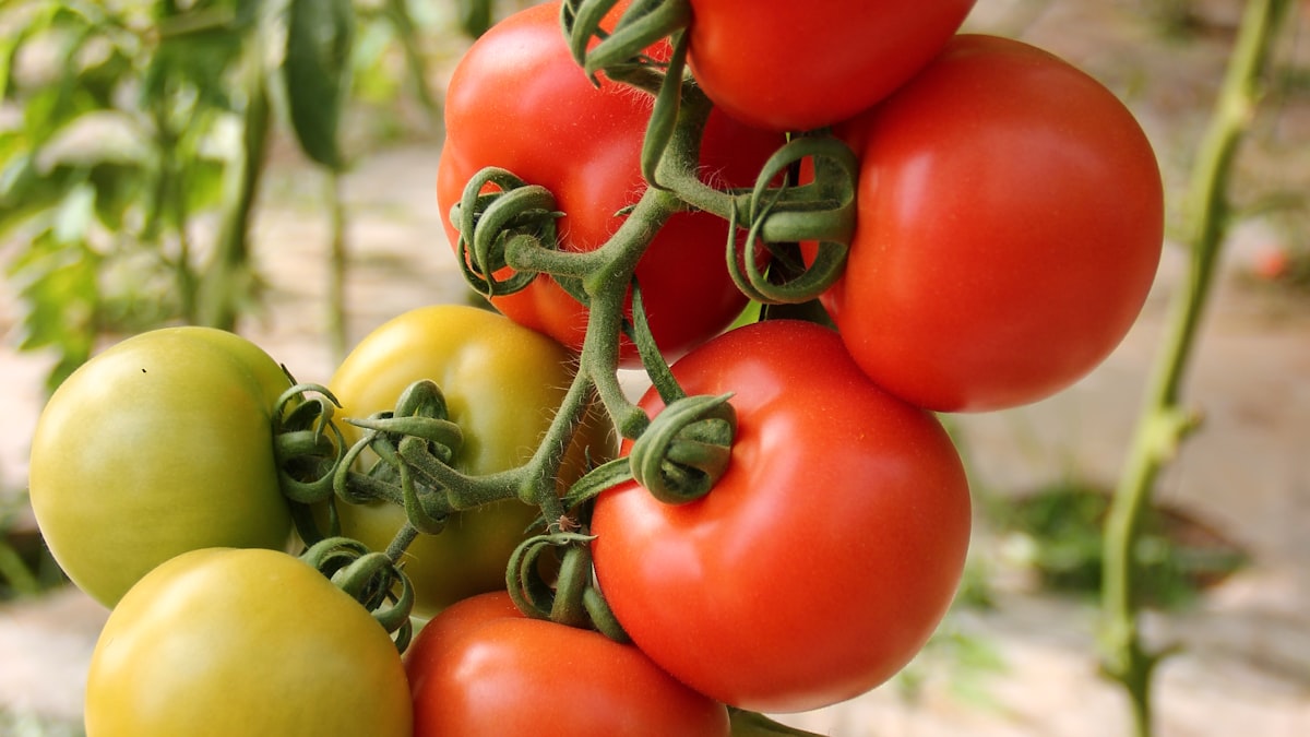 Cada agosto, unos 150.000 tomates convierten las calles de Buñol en un mar de pulpa roja.